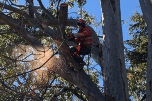 Complete Guide to Tree Removal Costs in Toowoomba
