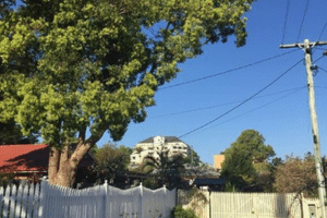 Tree Removal laws qld